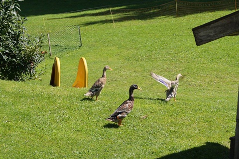 Enten